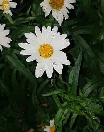 Lotta *